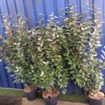 Elaeagnus_compacta_140cm