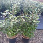 Elaeagnus_compacta_80cm