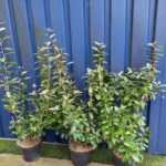 Elaeagnus_ebbingei_100cm