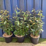 Elaeagnus_ebbingei_80cm