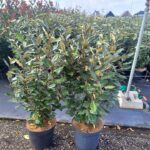 elaeagnus_compacta_100cm