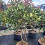Meerstammige Photinia red Robin