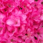Azalea Anouk