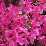Azalea Isabel