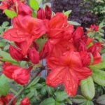 Azalea mollis rood