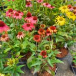 Echinacea Cheyenne (1)