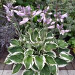 Hosta (1)