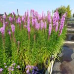 Liatris (2) (1)