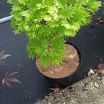 Acer_Aureum