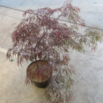 Acer_Garnet