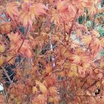 Acer_Katsura_voorjaar