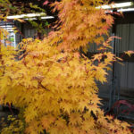 Acer_Sangokaku_herfst