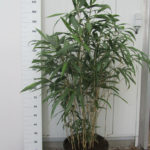 Bamboe_Pseudosasa_Japonica