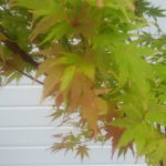 Blad_Acer_Sangokaku