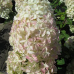 Bloem_Phantom