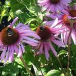 Echinacea_bloem_bij