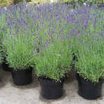 Lavendel_Hidcote_5_liter