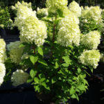 Limelight_Pluimhortensia