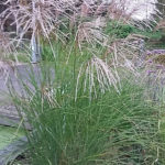 Miscanthus_Gracillimus