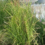 Miscanthus_Strictus