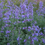 Nepet_Faassenii_Six_Hills_Giant