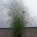 Panicum_Hänse_Herms