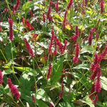 Persicaria
