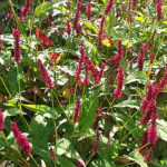 Persicaria