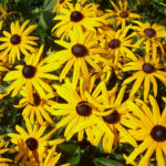 Rudbeckia