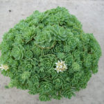 Sedum_Pachyclados