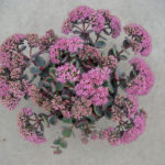 Sedum_Sieboldii