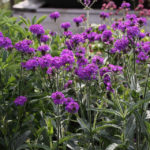 Verbena_Rigida