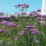 Verbena_Vlinder