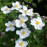 Witte_Anemone