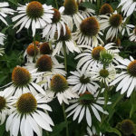 Witte_Echinacea