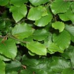 Fagus_Sylvatica_blad