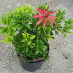 Pieris_Mountain_Fire