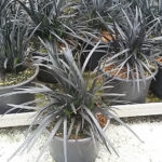 Zawrt_gras_ophiopogon_niger