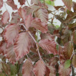 blad Fagus Atropurpurea