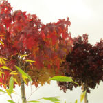 Liquidambar gum ball herfst