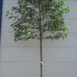 Liquidambar zomer