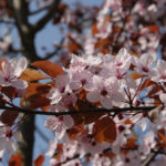 Prunus nigra bloem