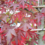 Lei liquidambar blad