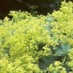 Alchemilla Mollis