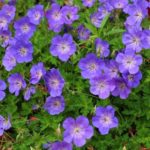 Geranium Rozanne