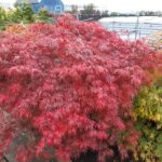 Acer Garnet met herfstblad