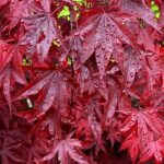 Blad_Acer_red_Emperor