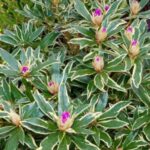 Rhododendron Variegatum