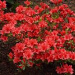 Azalea