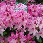 Rhododendron cosmopolitan